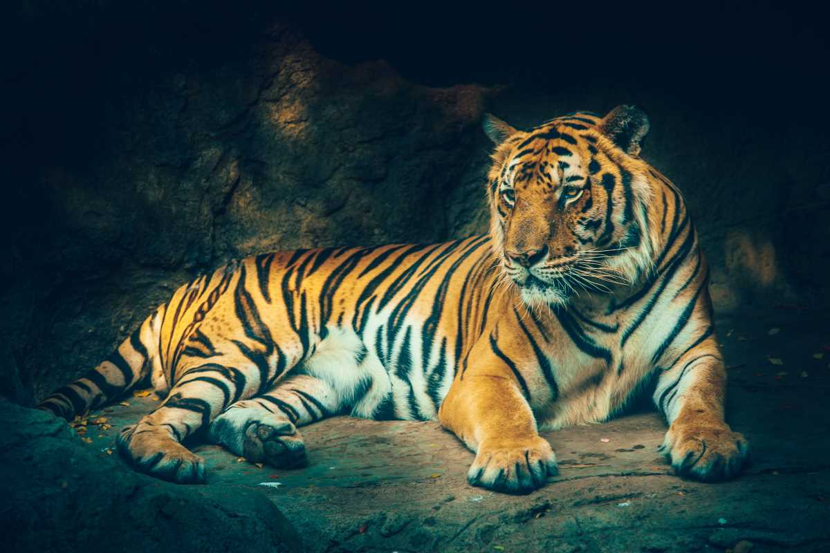 7 Midnight Zoos and Nocturnal Animal Adventures